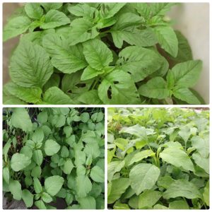 Gói 100g hạt giống rau dền Xanh - Nanuseeds