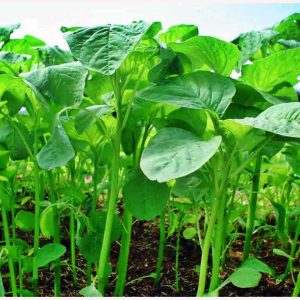 Gói 100g hạt giống rau dền Xanh - Nanuseeds