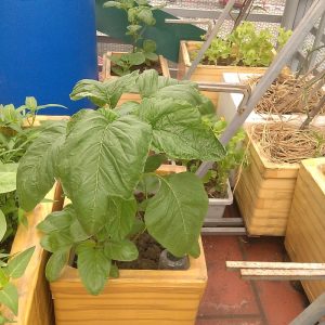 Gói 100g hạt giống rau dền Xanh - Nanuseeds