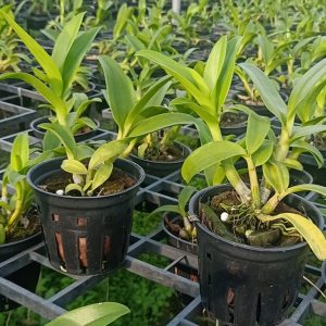 Chậu cây lan dendro màu nắng cây tơ sắp hoa - Giao cây có màu hoa ngẫu nhiên