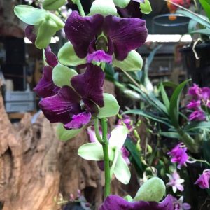 Cây lan Dendro đột biến 3 xanh 3 tím thân tơ sắp hoa, màu hoa lạ mắt đáng sưu tầm