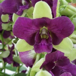 Cây lan Dendro đột biến 3 xanh 3 tím thân tơ sắp hoa, màu hoa lạ mắt đáng sưu tầm