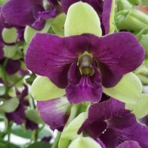 Cây lan Dendro đột biến 3 xanh 3 tím thân tơ sắp hoa, màu hoa lạ mắt đáng sưu tầm