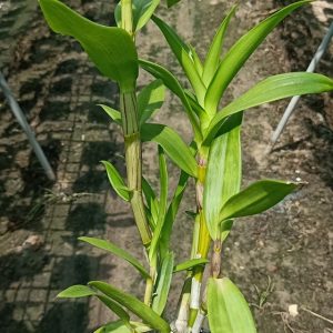 Dendro nắng 4N Dòng Dendro xưa cổ hoa bền lâu - Chậu to sắp hoa