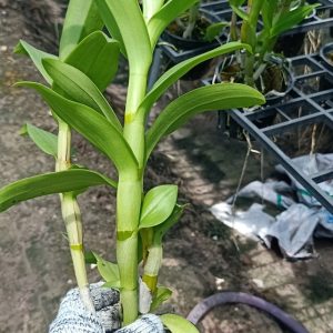 Dendro nắng 4N Dòng Dendro xưa cổ hoa bền lâu - Chậu to sắp hoa