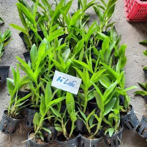 Cây Lan Dendro Nắng Thơm Bà Liễu - Cây to sắp hoa - giao cây to như hình