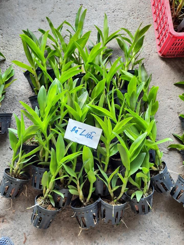 Cây Lan Dendro Nắng Thơm Bà Liễu - Cây to sắp hoa - giao cây to như hình