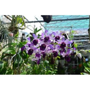 Chậu cây lan dendro lưỡi bò xanh Blue Cold hàng cây tơ thân lá sắp hoa (Dendro. Serene Chang. Purple)