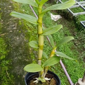 Dendro nắng Lưỡi Bò Tím - Cây tơ sắp cho hoa