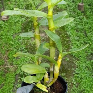 Dendro nắng Lưỡi Bò Tím - Cây tơ sắp cho hoa