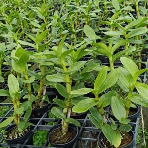 Chậu cây lan dendro màu nắng cây tơ sắp hoa - Giao cây có màu hoa ngẫu nhiên