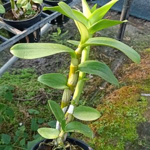 Chậu cây lan dendro lưỡi bò xanh Blue Cold hàng cây tơ thân lá sắp hoa (Dendro. Serene Chang. Purple)