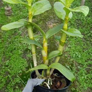 Chậu cây lan dendro lưỡi bò xanh Blue Cold hàng cây tơ thân lá sắp hoa (Dendro. Serene Chang. Purple)