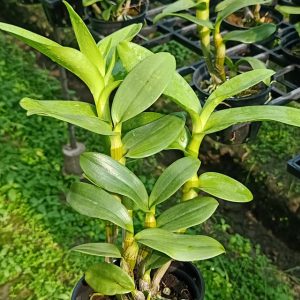 Chậu cây lan dendro lưỡi bò xanh Blue Cold hàng cây tơ thân lá sắp hoa (Dendro. Serene Chang. Purple)