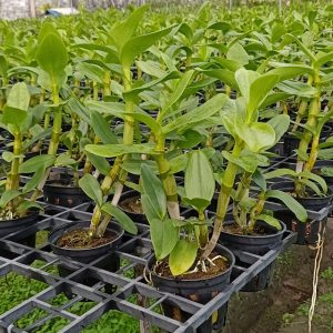 Dendro nắng Lưỡi Bò Tím - Cây tơ sắp cho hoa