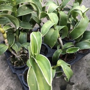 Dendro đột biến lá biên hoa chớp rất đẹp - Hàng hiếm, cây tơ sắp hoa cho khách sưu tầm