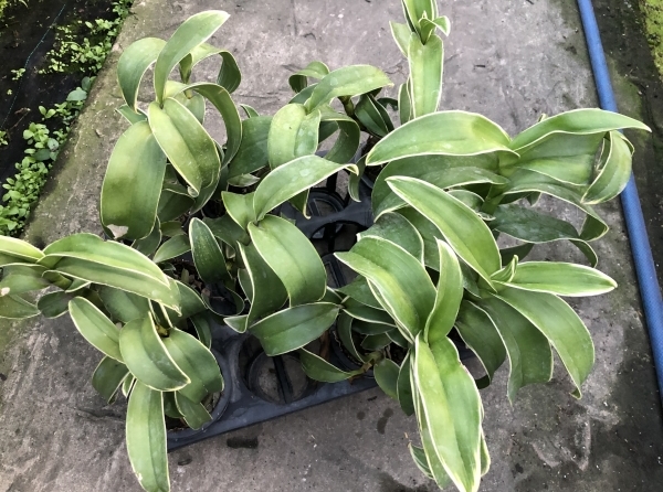 Dendro đột biến lá biên hoa chớp rất đẹp - Hàng hiếm, cây tơ sắp hoa cho khách sưu tầm