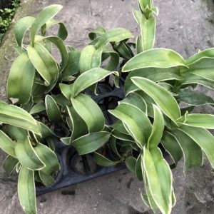 Dendro đột biến lá biên hoa chớp rất đẹp - Hàng hiếm, cây tơ sắp hoa cho khách sưu tầm