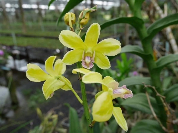 Dendro đột biến lá biên hoa chớp rất đẹp - Hàng hiếm, cây tơ sắp hoa cho khách sưu tầm