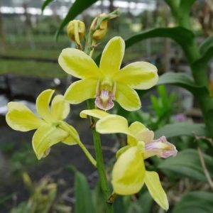 Dendro đột biến lá biên hoa chớp rất đẹp - Hàng hiếm, cây tơ sắp hoa cho khách sưu tầm