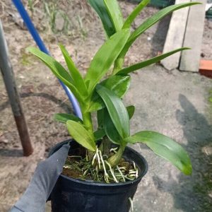 Cây lan Dendro hoa hồng thân tơ sắp hoa
