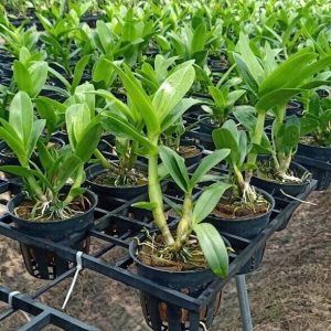 Cây lan Dendro hoa hồng thân tơ sắp hoa