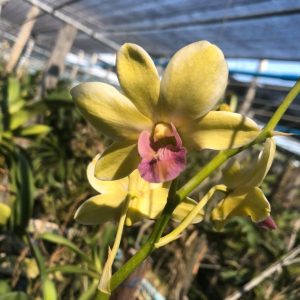 Dendro đột biến lá biên hoa chớp rất đẹp - Hàng hiếm, cây tơ sắp hoa cho khách sưu tầm