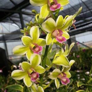 Dendro đột biến lá biên hoa chớp rất đẹp - Hàng hiếm, cây tơ sắp hoa cho khách sưu tầm