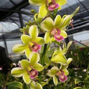 Dendro đột biến lá biên hoa chớp rất đẹp - Hàng hiếm, cây tơ sắp hoa cho khách sưu tầm