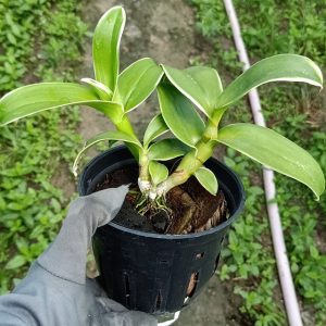 Dendro đột biến lá biên hoa chớp rất đẹp - Hàng hiếm, cây tơ sắp hoa cho khách sưu tầm