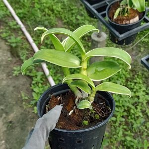 Dendro đột biến lá biên hoa chớp rất đẹp - Hàng hiếm, cây tơ sắp hoa cho khách sưu tầm