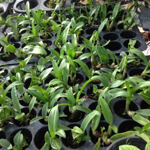 [Cây giống] Lan Dendro mini hàng cây giống nhiều thân cực đẹp - giống lan siêng hoa, dễ chăm