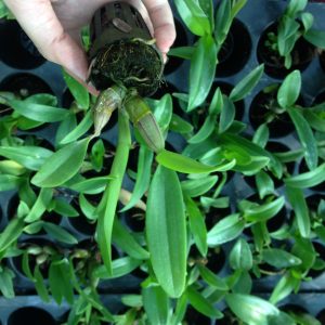 Combo 5 cây giống hoa lan Dendro Thái màu nắng dễ trồng, siêng hoa, giao màu ngẫu nhiên, không lựa màu