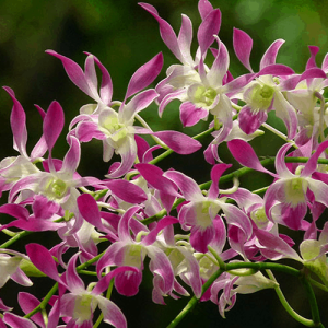 [Cây giống] Hoa lan Dendro MÀU NẮNG dễ trồng, siêng hoa, giao màu ngẫu nhiên, không lựa màu