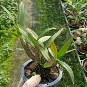 Dendro Mini Thái nhiều màu, siêng hoa