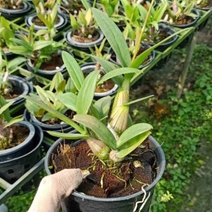 Dendro Mini Thái nhiều màu, siêng hoa