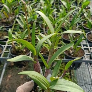 Dendro Mini Thái nhiều màu, siêng hoa