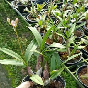 Dendro Mini Thái nhiều màu, siêng hoa