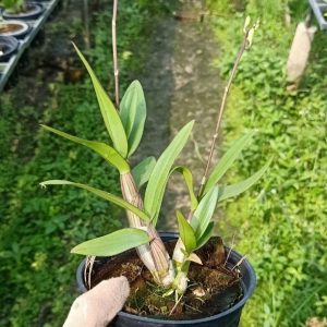 Dendro Mini Thái nhiều màu, siêng hoa