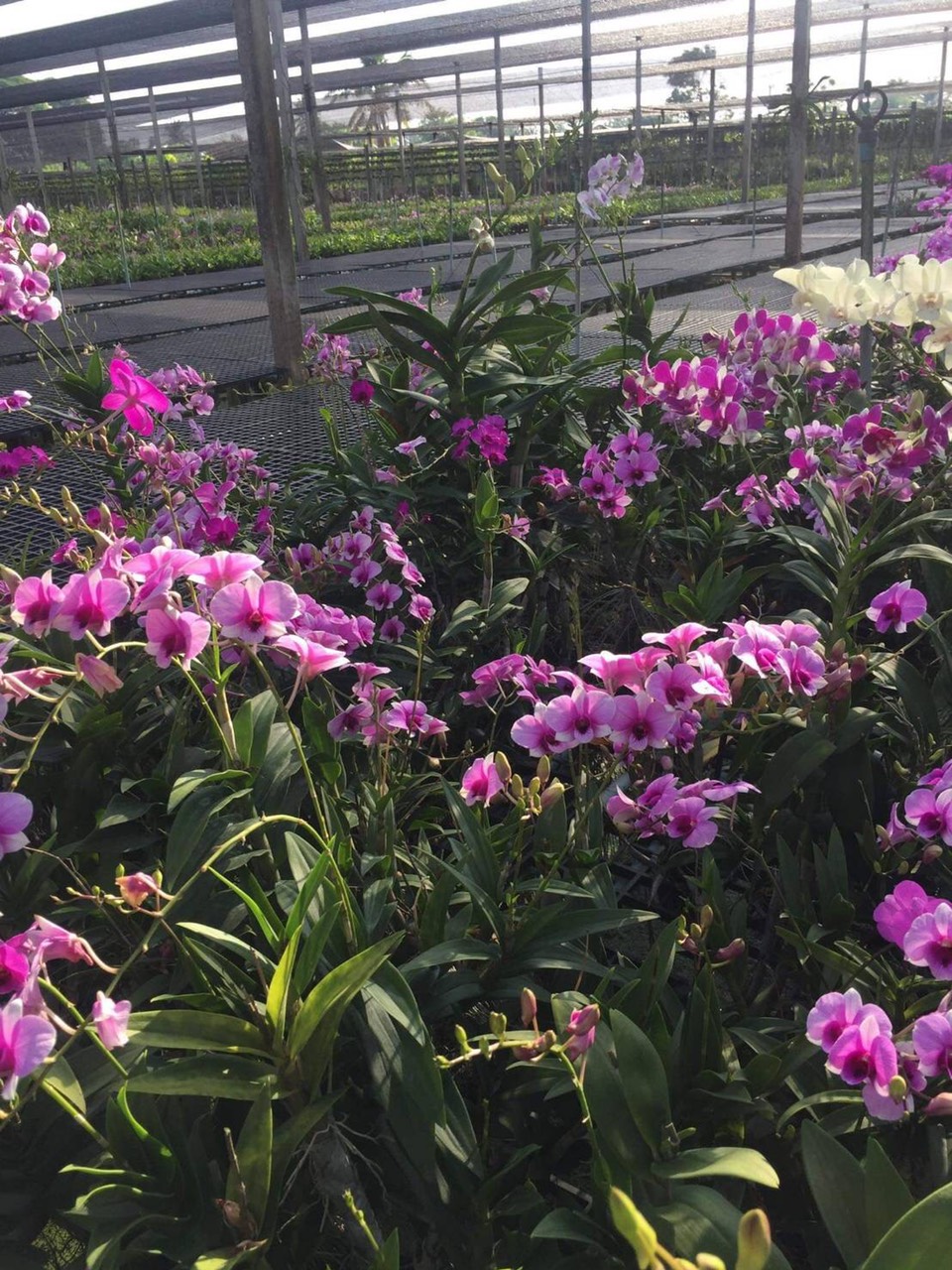 Dendro Mini Thái nhiều màu, siêng hoa