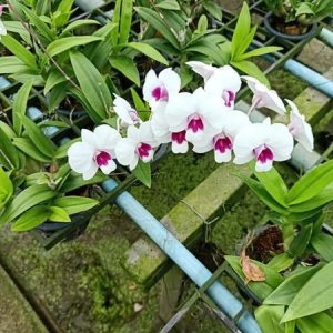 Dendro Mini Thái nhiều màu, siêng hoa