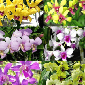 Chậu cây lan dendro màu nắng cây tơ sắp hoa - Giao cây có màu hoa ngẫu nhiên