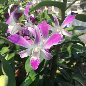 Dendro nắng 4N Dòng Dendro xưa cổ hoa bền lâu - Chậu to sắp hoa