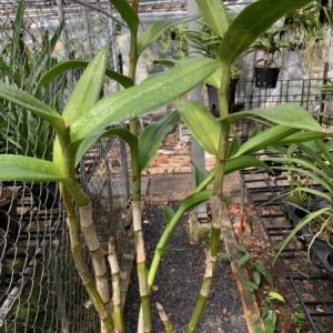 Dendro nắng 4N Dòng Dendro xưa cổ hoa bền lâu - Chậu to sắp hoa