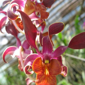 Chậu cây lan Dendro Quán Long