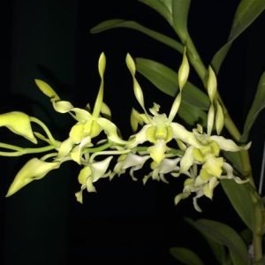 Dendro Nắng Rồng Xanh - Cây tơ sắp hoa