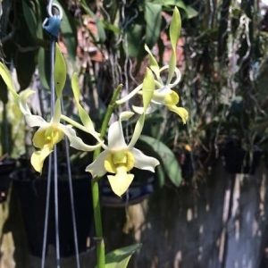 Dendro Nắng Rồng Xanh - Cây tơ sắp hoa