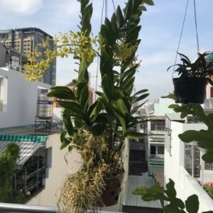 Dendro Nắng Rồng Xanh - Cây tơ sắp hoa