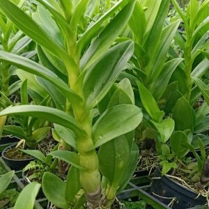 Chậu cây lan dendro màu nắng cây tơ sắp hoa - Giao cây có màu hoa ngẫu nhiên