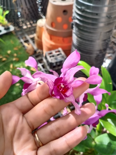 Dendro nắng Lưỡi Bò Tím - Cây tơ sắp cho hoa